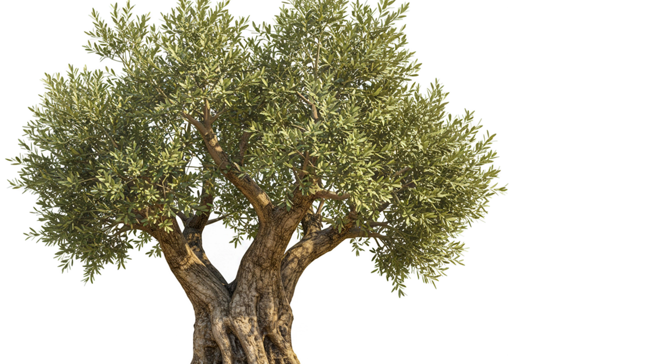 Olive tree